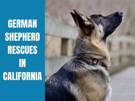 german shepherd rescue california|rescued german shepherds for adoption.